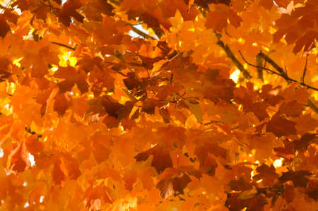 Autumn Leaves in orange, red and brown on sunny dayの写真素材