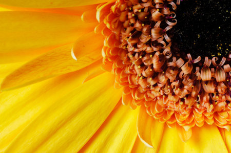Macro - closeup of yellow sunflower with black center and visible pollenの写真素材