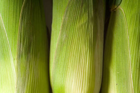 Fresh corn on the cob in huskの写真素材