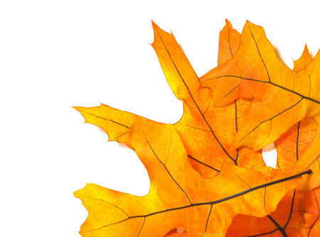 Fall or autumn maple tree leaves on a white background