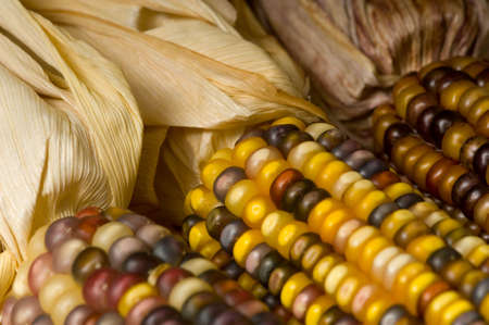Multi-colored Indian corn background, autumn or fall decoration itemsの写真素材