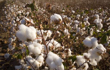 A cotton field ready for harvest with dead plants and nice big boll of cottonの写真素材