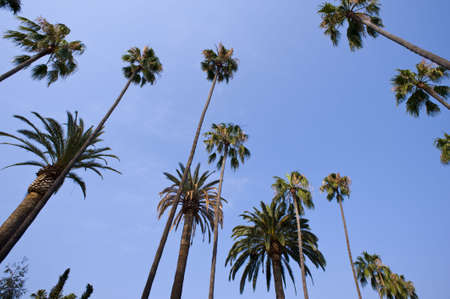 Soaring pallm trees in front of a blue sky with copy spaceの写真素材