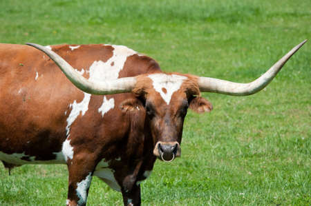A large longhorn bull in a green fieldの写真素材