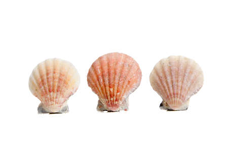 three scallops/seas shells on a white backgroundの写真素材