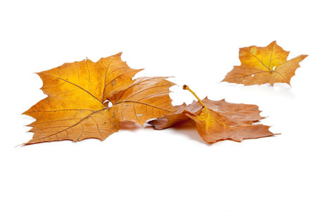 Yellow fall leaves on a white backgroundの写真素材