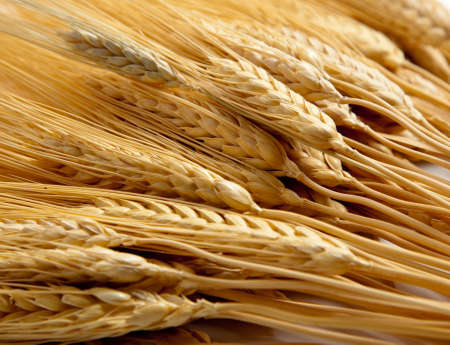 a background comprised of golden shocks of wheatの写真素材