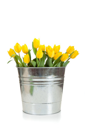 A bouquet of yellow tulips in a silver, metal pail on  a white background with copy spaceの写真素材