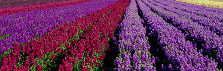 Rows of colorful Snapdragon flowers
