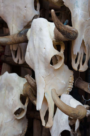 Background made of bull skullsの写真素材