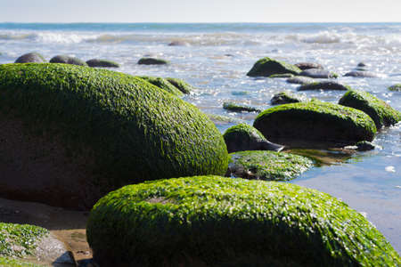 A seascape with moss covered rock on California coastの写真素材