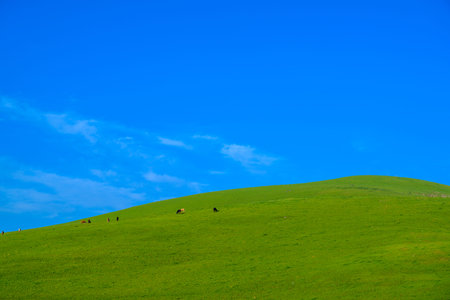 Meadow with beautiful blue sky background with copy spaceの写真素材
