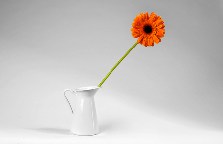 Flower in white vase isolated on the white backgroundの写真素材