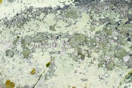 Texture of moss, mold in stone, nature backgroundの写真素材