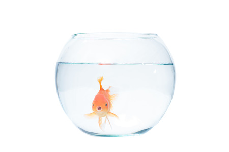 Gold fish with fishbowl isolation on the white backgroundの写真素材