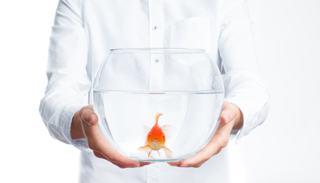 Gold fish with fishbowl isolation on the white backgroundの写真素材