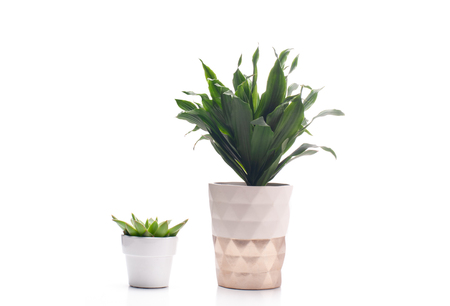 Two beautiful houseplants in flowerpot. の写真素材