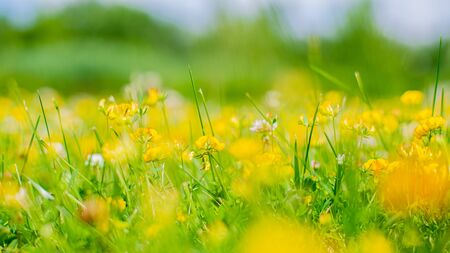 Flowering field and grass. Green meadow and beautiful blooming yellow flowers. Summer background. No focusの写真素材