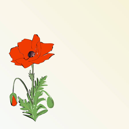 Big red poppy with green leaves suitable for cards, wedding invitation etc の写真素材