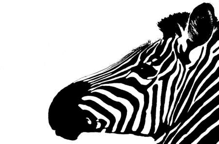 Zebra isolated on whiteの写真素材