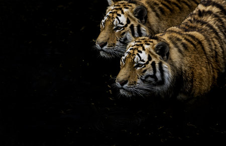 Tigers hunting