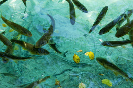 Fish svimming in the clear waters of Plitvice lakes national park, a UNESCO world heritage top 100 nature reserve that can be found in Croatia near the Serbian borderの写真素材