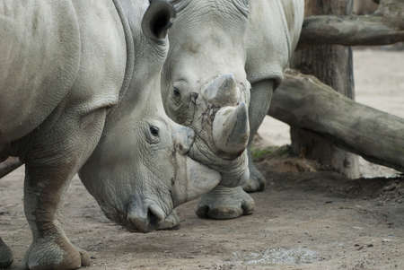 Two rhino's in close encounterの写真素材