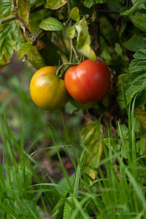 Fresh Homegrown Tomatoesの写真素材