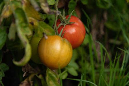 Fresh Homegrown Tomatoesの写真素材