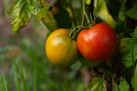 Fresh Homegrown Tomatoesの写真素材