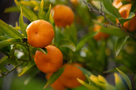 Mandarin Orangesの写真素材