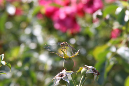 Dragonfly on a flower