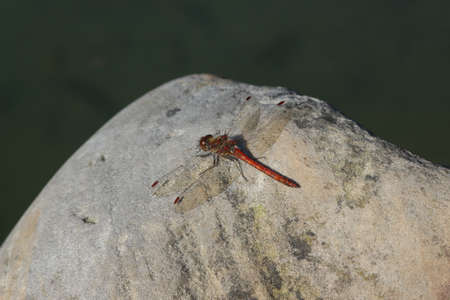 Red dragonfly rests on a stoneの写真素材