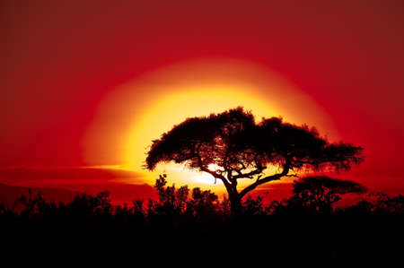 Sunset on a safari in Africa Kenyaの写真素材