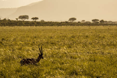 Impala wildlife in Africa Kenya in the middle of the steppeの写真素材