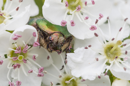 green rose chafer, Cetonia aurataの写真素材