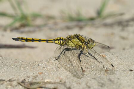 Black-tailed skimmer, Orthetrum cancellatumの写真素材