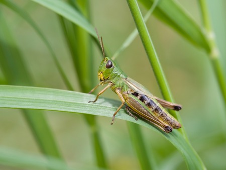 Meadow Grasshopper (Chorthippus parallelus)の写真素材