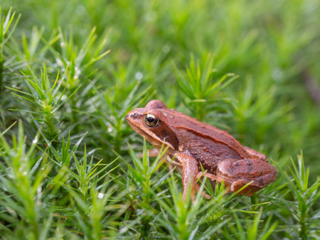 Common frog in the moss - Rana temporaria