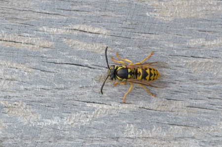German wasp - Vespula germanicaの写真素材