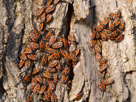 Firebug - Pyrrhocoris apterus