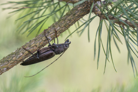 Longhorn beetle on a tree branch, Ergates faberの写真素材