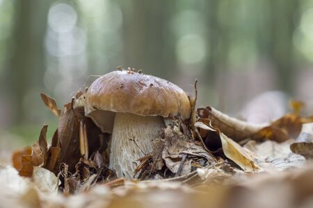 King bolete, Boletus edulisの写真素材