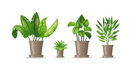 Set with four potted plantsのイラスト素材