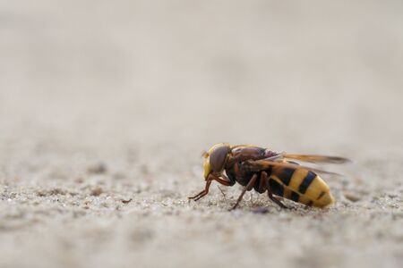Hornet mimic hoverfly, Volucella zonariaの写真素材
