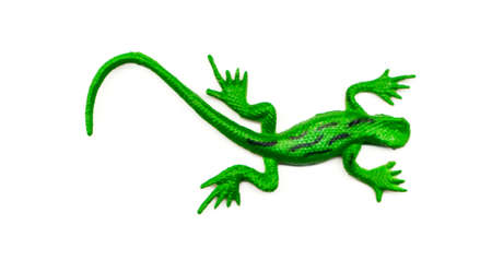 The green lizard on a white background.の写真素材