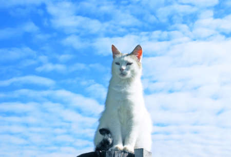 A white cat on a background of the high; picturesque; years sky; madly beautiful essence of our planet.の写真素材