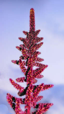  The nice inflorescence creates celebratory mood and full illusion of the New Year tree decorated by garlands of bright fires. の写真素材