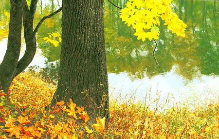 Bright paints of autumn, maples on coast of small lake.         