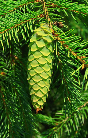 It is surprising, fantastic flora. A fur-tree fruit, in a natural environment.                   の写真素材